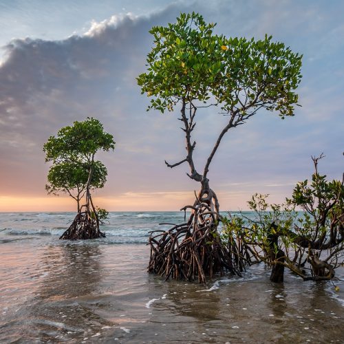 water adventures by Aquaheaven: Mangroves at sunset